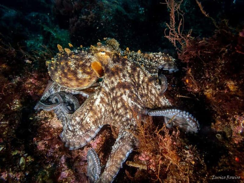 Very First Scuba Dive Experience in the Ocean from Peniche - Considerations and Downsides