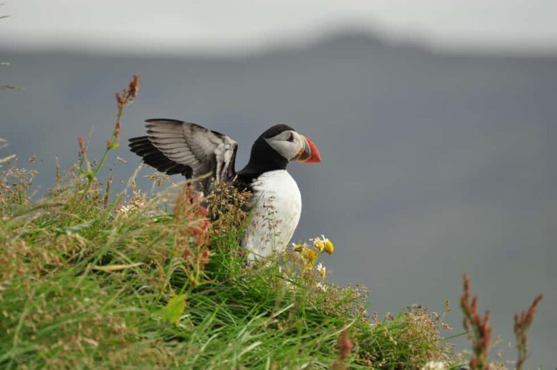 Vestmannaeyjar: Volcanic Vistas & Puffin Paradise ATV Tour - What We Love About It