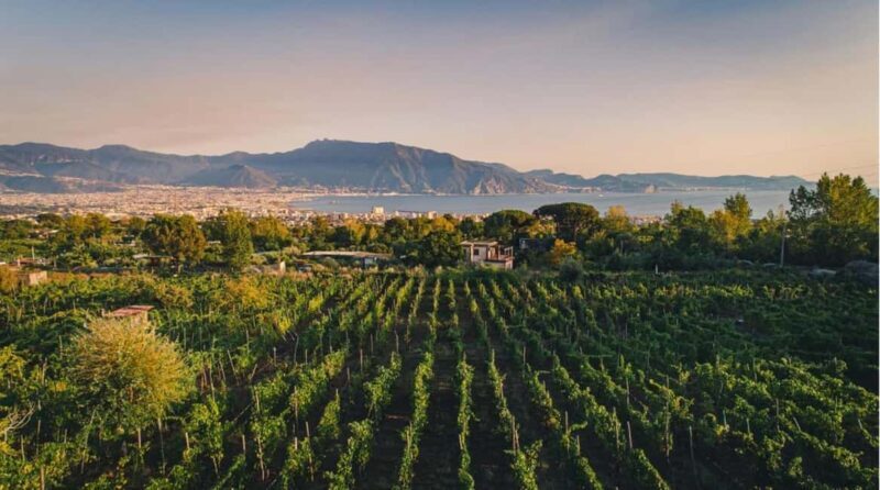 Vesuvio National Park: Wine Tasting & Tour with Light Lunch - Key Points