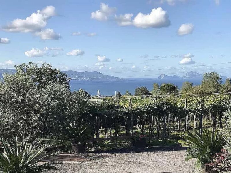 Vesuvio National Park: Wine Tasting & Tour with Light Lunch - The Practical Side: What to Know Before You Go