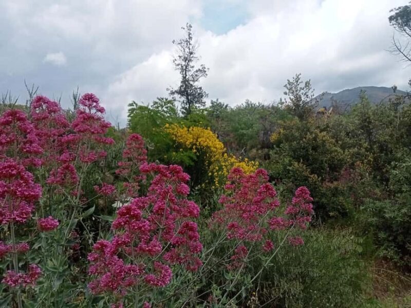 Vesuvius: River of Lava - Excursion & Tasting with an Official Guide - FAQ