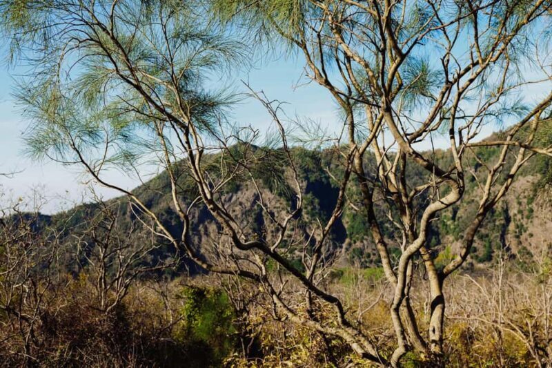 Vesuvius Skip-the-Line Ticket and Multilingual Audio Guide - What to Expect from Your Mount Vesuvius Visit