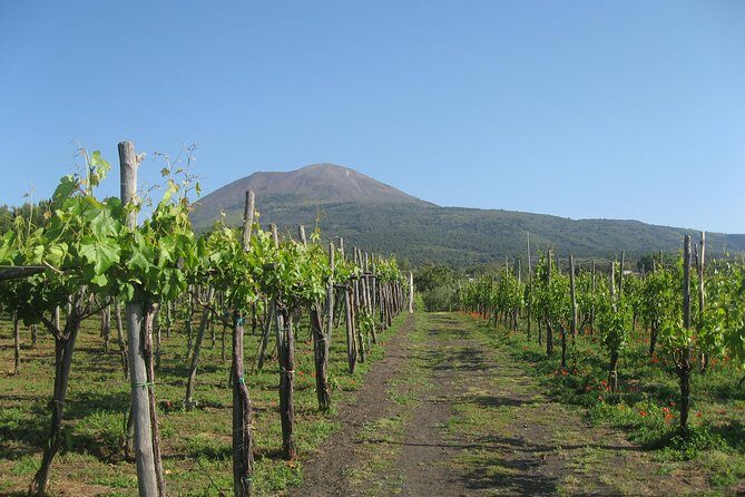 Vesuvius & Vineyard select from Sorrento - What to Expect on This Tour