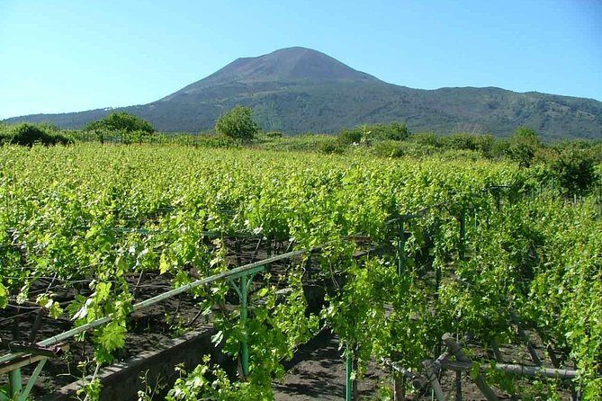 Vesuvius & Vineyard select from Sorrento - Who Should Consider This Tour?