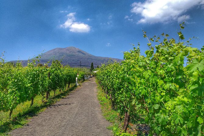 Vesuvius & Vineyard select from Sorrento - Final Thoughts