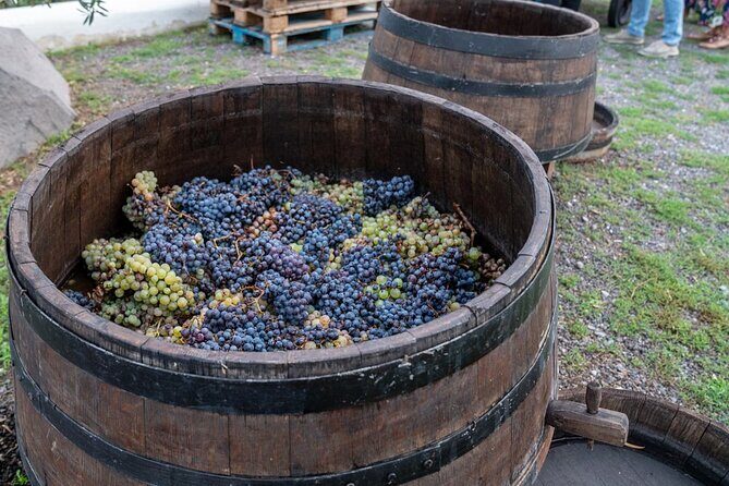 Vesuvius Wine Tasting Experience with Lunch Included - FAQ