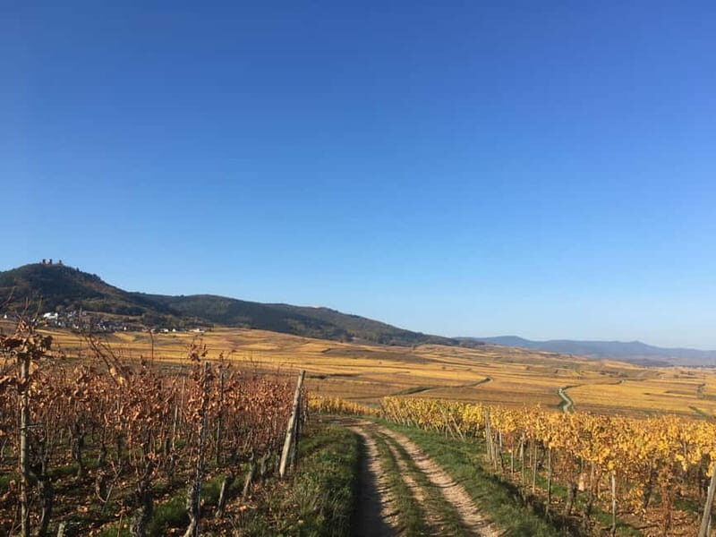 Vgtlinshoffen: Alsace Wine Tasting - Key Points