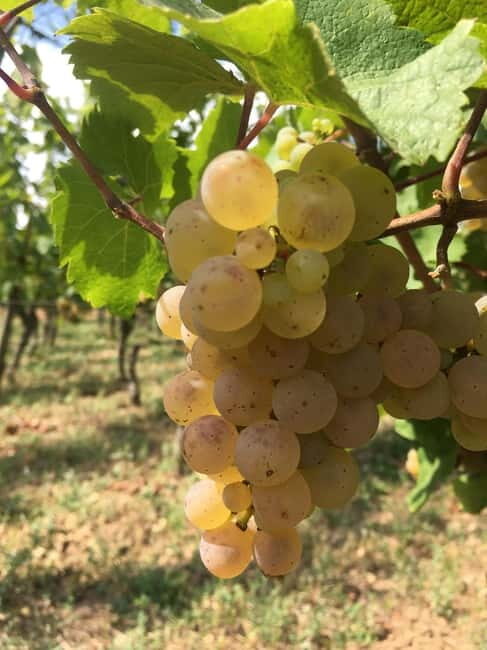 Vgtlinshoffen: Alsace Wine Tasting - An Honest Look at the Experience