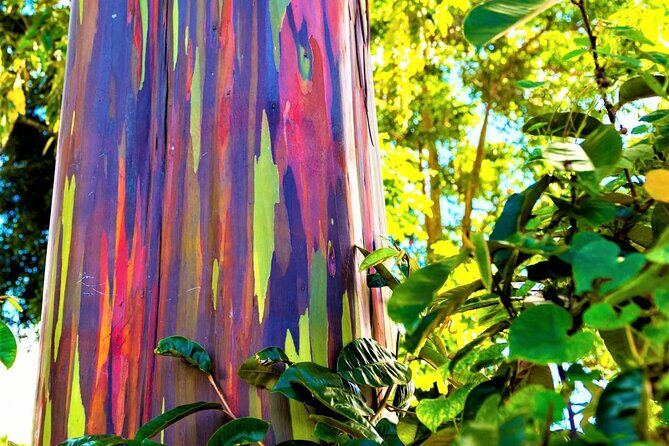 Viator Exclusive: Maui Tropical Rainforest Small Group Tour - An In-Depth Look at the Maui Tropical Rainforest Small Group Tour