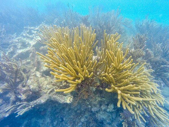 Viator Exclusive: Tulum Ruins, Reef Snorkeling, Cenote and Caves - Final Thoughts