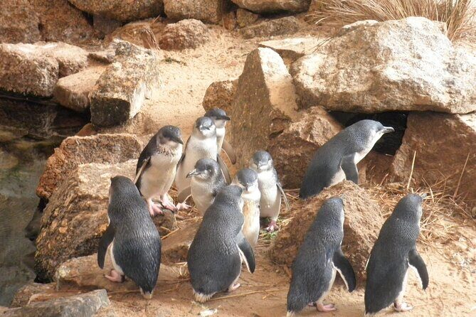 Victor Harbor and Fleurieu Peninsula Tour - Key Points