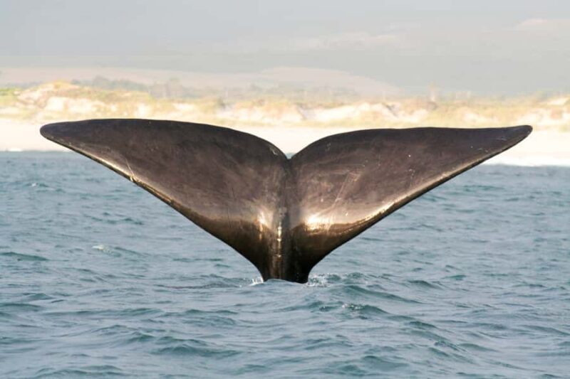 Victor Harbor: Southern Ocean Adventure Cruise with Guide - An In-Depth Look at the Southern Ocean Adventure Cruise