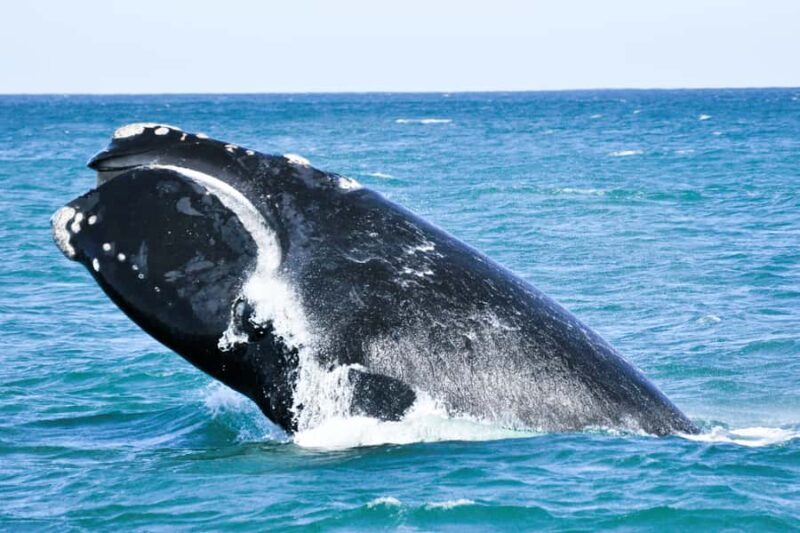 Victor Harbor: Southern Ocean Adventure Cruise with Guide - Final Thoughts