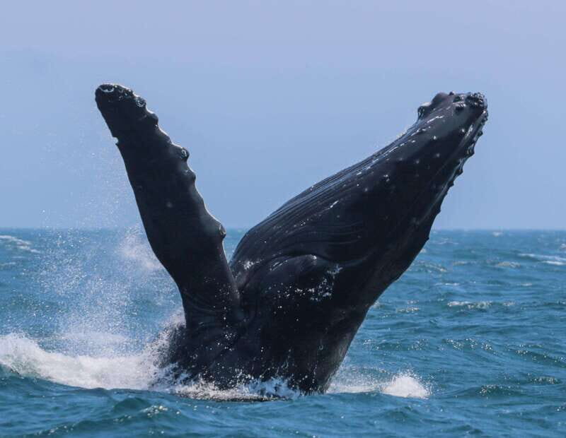 Victoria: 3-Hour Zodiac Whale-Watching Tour - Key Points