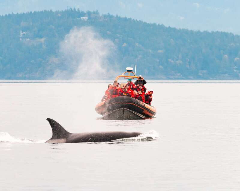 Victoria: 3-Hour Zodiac Whale-Watching Tour - An Honest Look at What to Expect