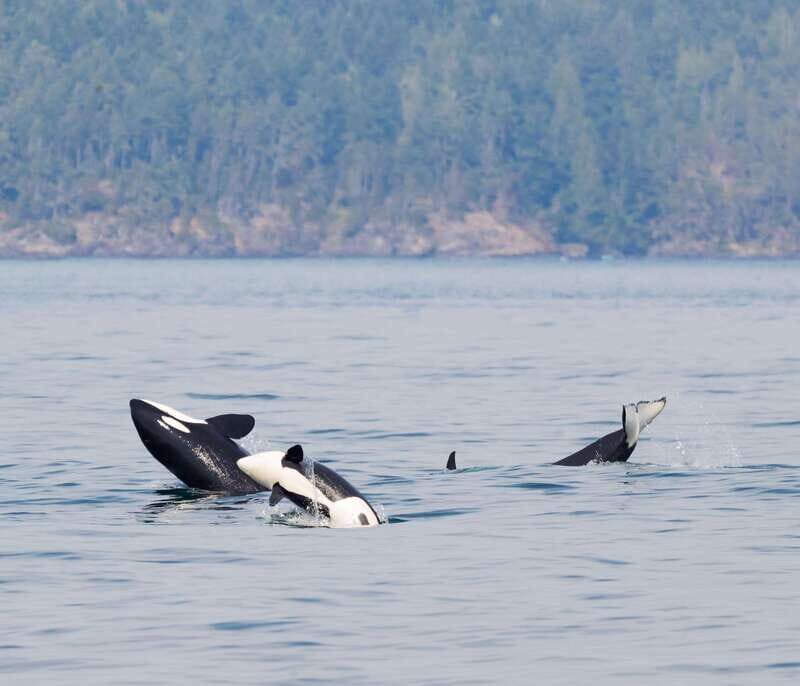 Victoria: 3-Hour Zodiac Whale-Watching Tour - Who Will Love This Tour?