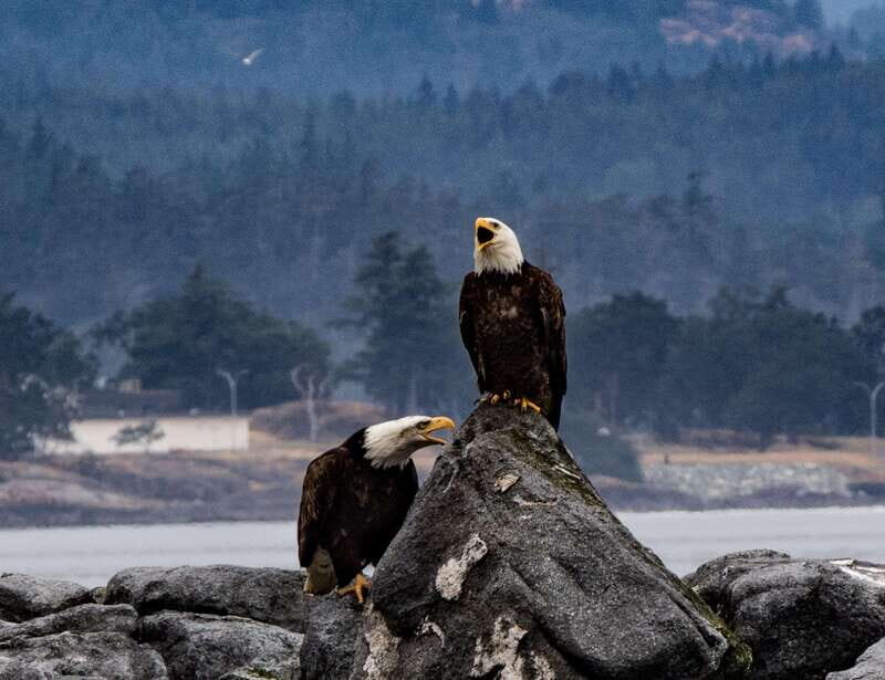 Victoria: 3-Hour Zodiac Whale-Watching Tour - Final Thoughts