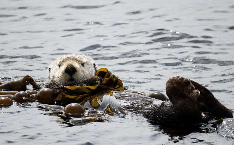 Victoria: 3-Hour Zodiac Whale-Watching Tour - FAQ