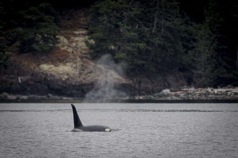 Victoria: 4-Day Tofino and Port Renfrew Tour with Flights - Key Points