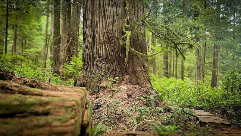 Victoria: 4-Day Tofino and Port Renfrew Tour with Flights - Who Would Love This Tour?