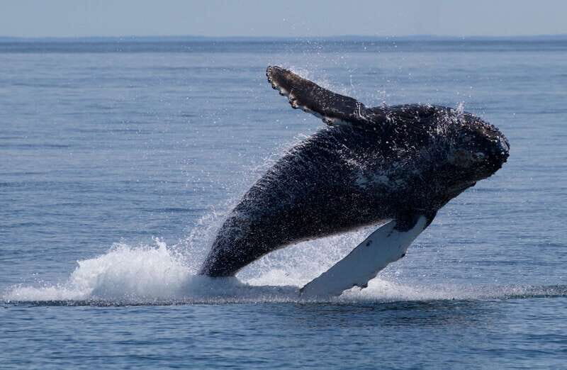 Victoria, BC: 3-Hour Ultimate Whale & Marine Wildlife Tour - An Honest Look at the Experience