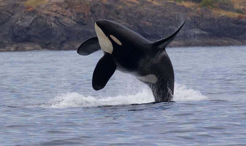 Victoria, BC: 3-Hour Ultimate Whale & Marine Wildlife Tour - Who Should Consider This Tour?