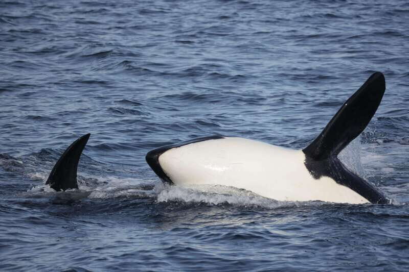 Victoria, BC: 3-Hour Ultimate Whale & Marine Wildlife Tour - FAQ