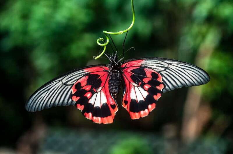 Victoria: Butterfly Gardens Admission Ticket - Key Points