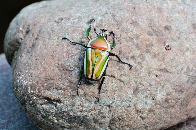 Victoria: Butterfly Gardens Admission Ticket - Final Thoughts