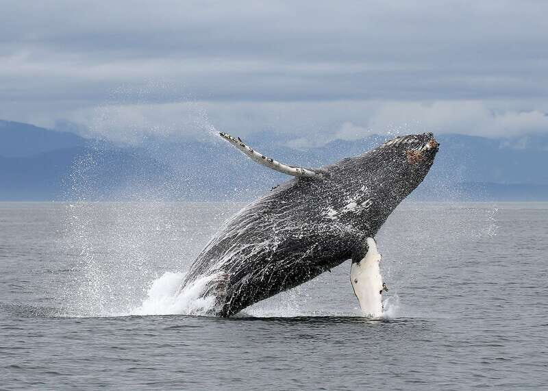 Victoria: Guided Wildlife-Watching Tour by Catamaran - FAQ