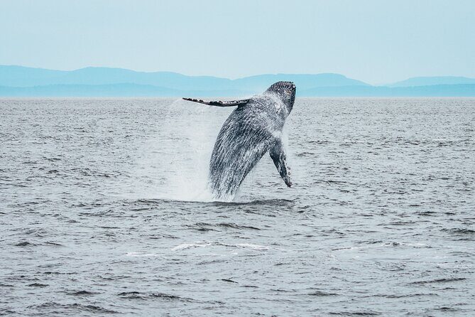 Victoria Half-Day Whale Watching Adventure with Free Photos - Final Thoughts