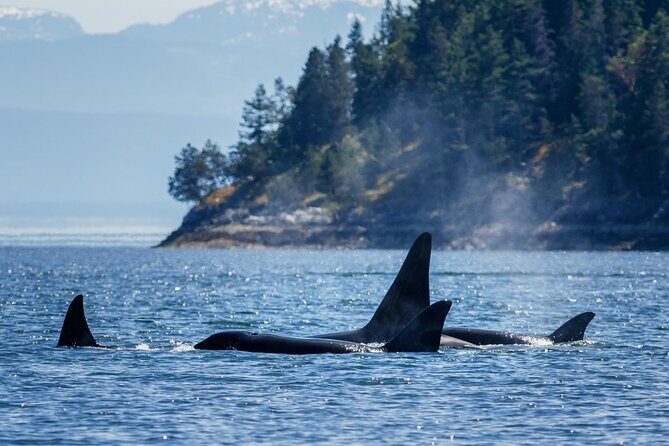 Victoria Highlights & Whale Watching Tour - The Itinerary Breakdown: What to Expect