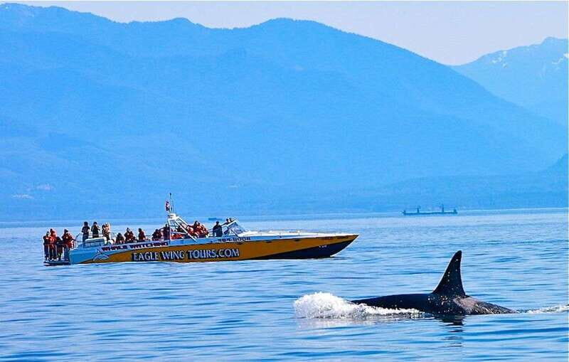 Victoria: Morning Whale-Watching Tour in Scarab Boat - What Makes This Tour Stand Out?