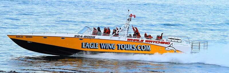 Victoria: Morning Whale-Watching Tour in Scarab Boat - Wildlife Sightings and Experiences