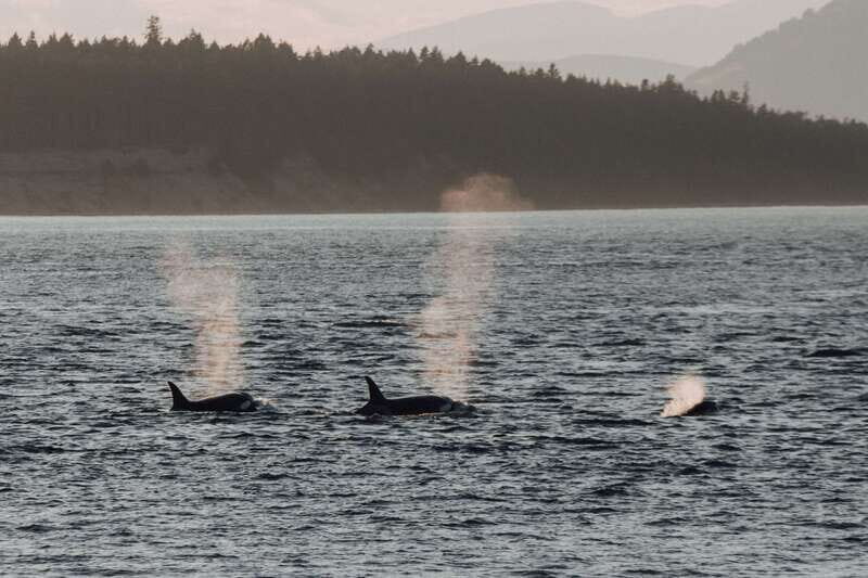Victoria: Morning Whale-Watching Tour in Scarab Boat - FAQs
