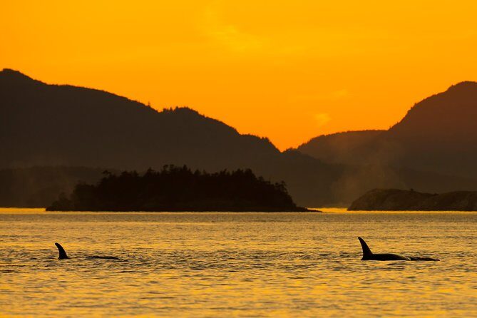 Victoria Sunset Whale-Watching Cruise - The Experience from Start to Finish