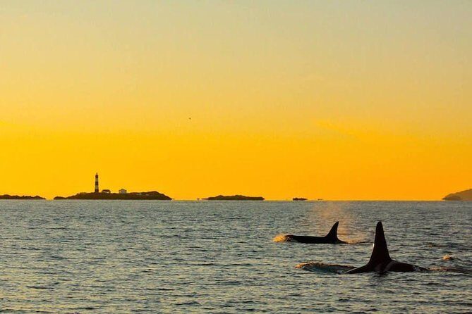 Victoria Sunset Whale-Watching Cruise - Who Should Book This Tour?