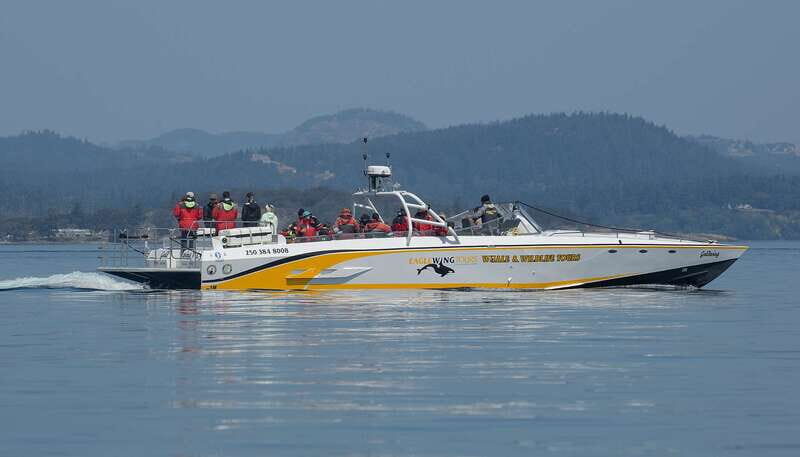 Victoria: Sunset Whale Watching Tour on an Open Scarab Boat - An Honest Look at the Experience