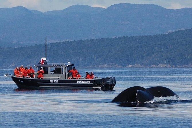 Victoria Ultimate Marine Whale & Wildlife Tour - The Itinerary: What to Expect