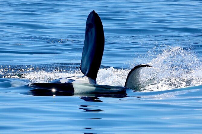 Victoria Ultimate Marine Whale & Wildlife Tour - Experience Highlights and Considerations