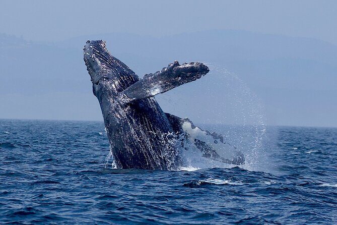 Victoria Ultimate Marine Whale & Wildlife Tour - Final Thoughts