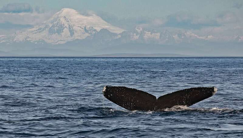 Victoria: Whale and Wildlife Semi-Covered Boating Tour - Key Points