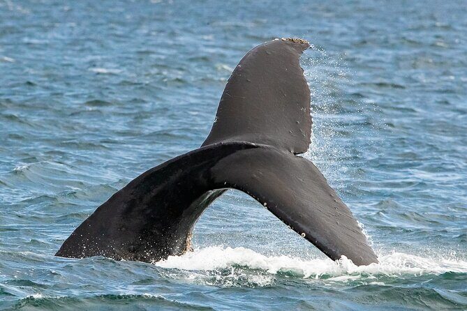 Victoria Whale Watching Tour on a Covered Vessel - Who Is This Tour Best For?