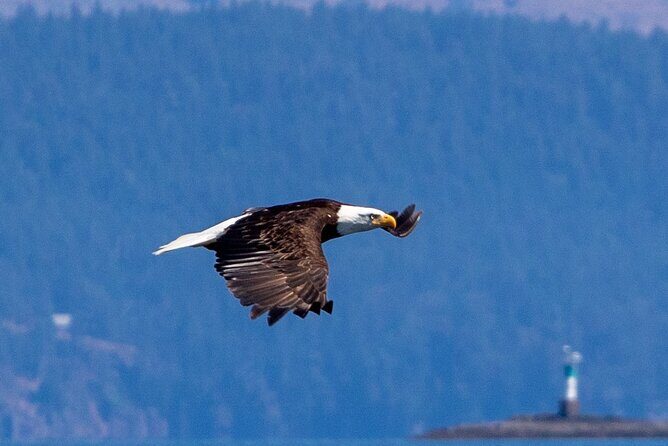 Victoria Whale Watching Tour on a Covered Vessel - FAQ