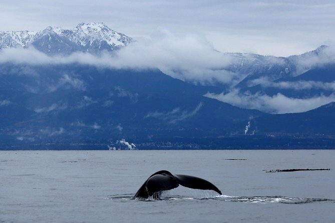 Victoria Zodiac Whale Watching Adventure - What You Can Expect from the Tour