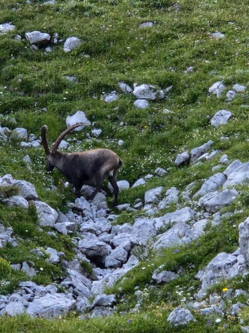 Vienna: 2-day Alpine Mountain Hiking Tour Guide and Transfer - Is This Tour Worth It?