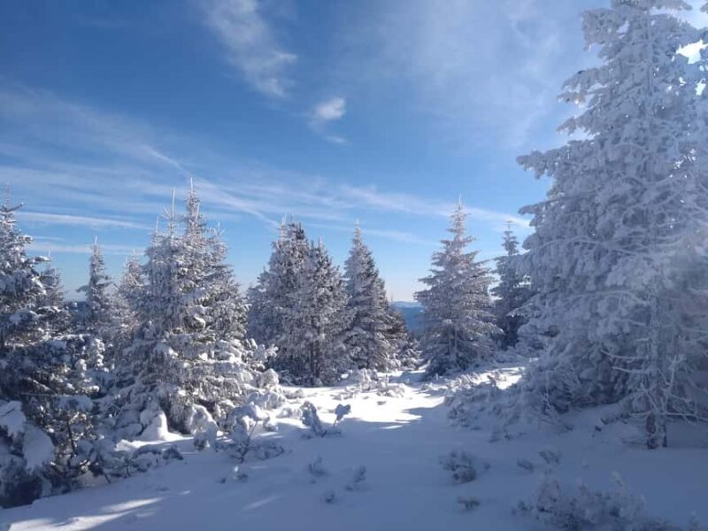 Vienna: Relaxed Alpine Snowshoe Experience Guide & Transfer - Vienna: Relaxed Alpine Snowshoe Experience Guide & Transfer — A Down-to-Earth Look