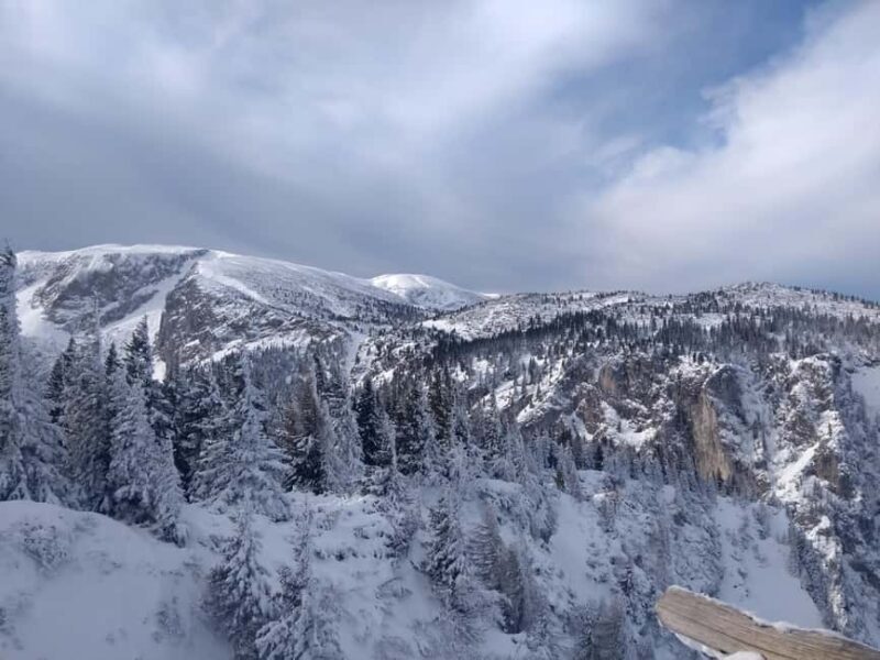 Vienna: Relaxed Alpine Snowshoe Experience Guide & Transfer - The Return Journey and Overall Comfort