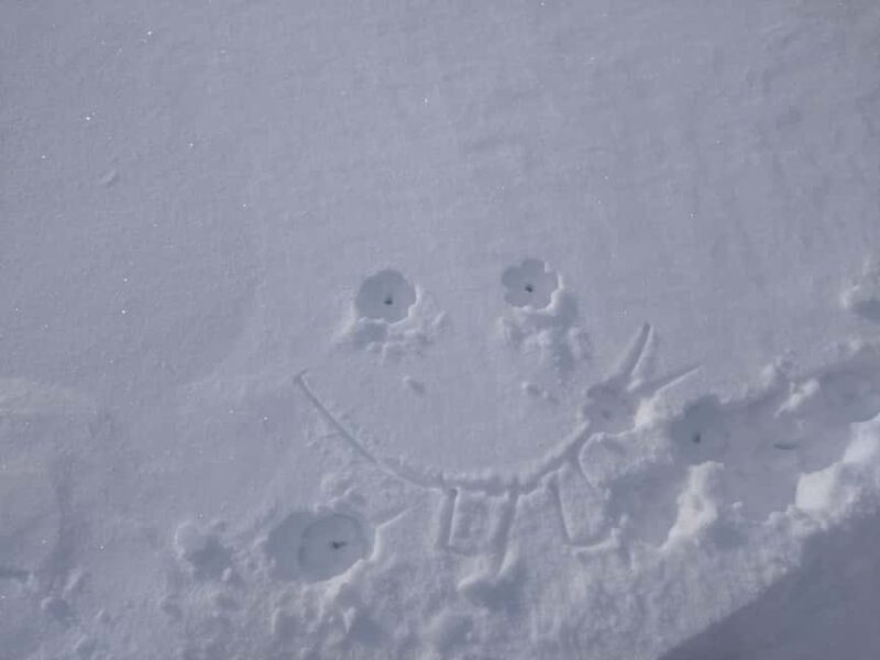 Vienna: Relaxed Alpine Snowshoe Experience Guide & Transfer - What People Say and Practical Notes