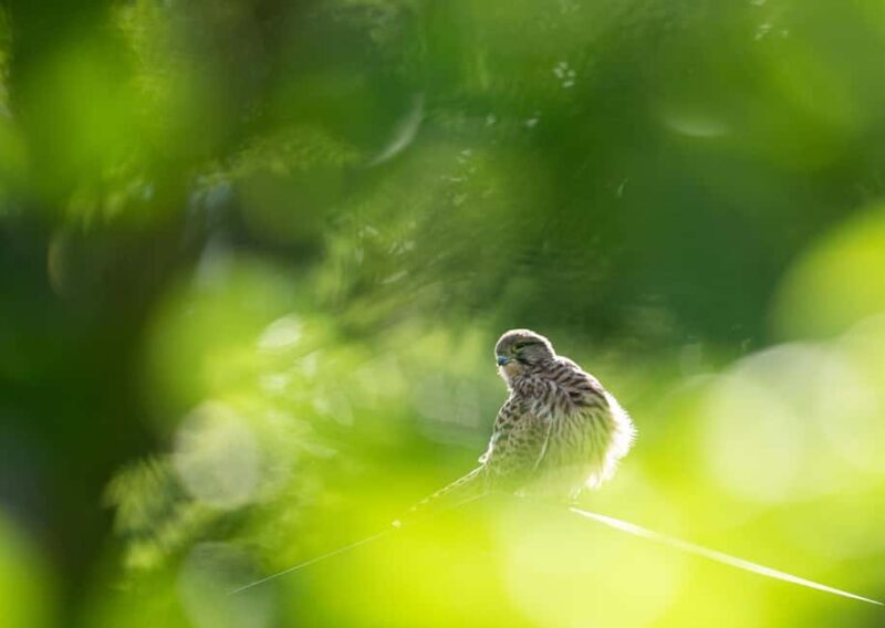 Vienna: Urban Birding  Guided bird watching tour in the big city! - Exploring Vienna’s Birding Gems
